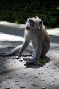 Ubud Monkeys